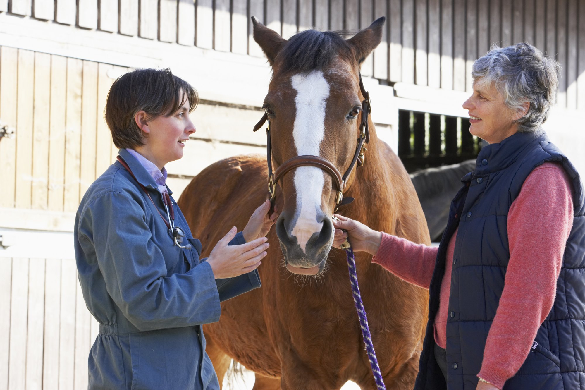 A client discusses their horse's health with a veterinarian.