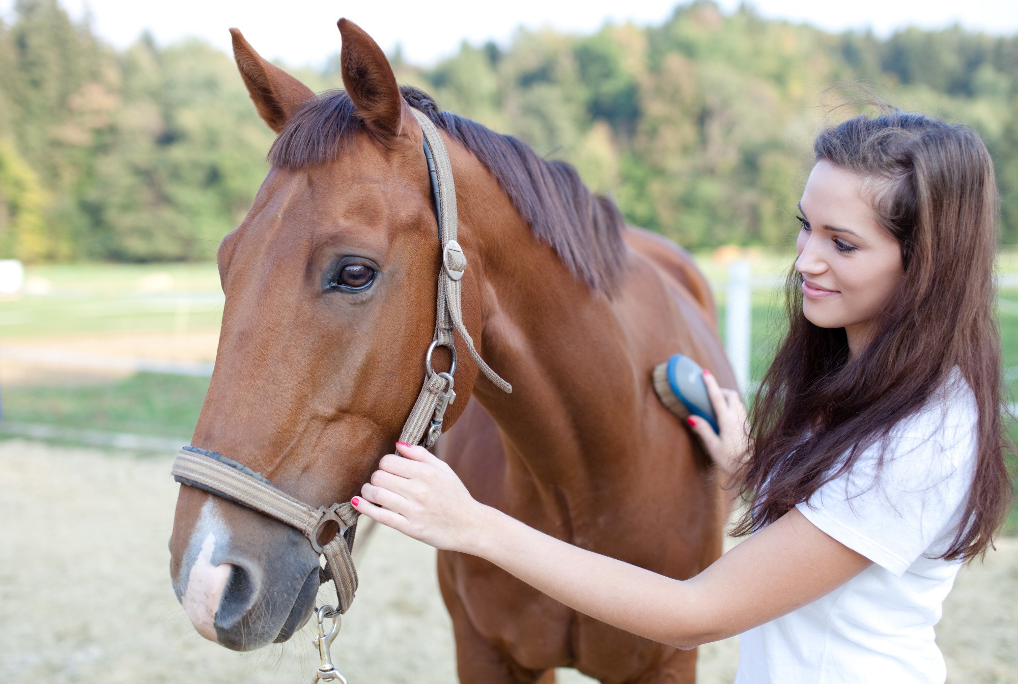 A woman brushes a horse.