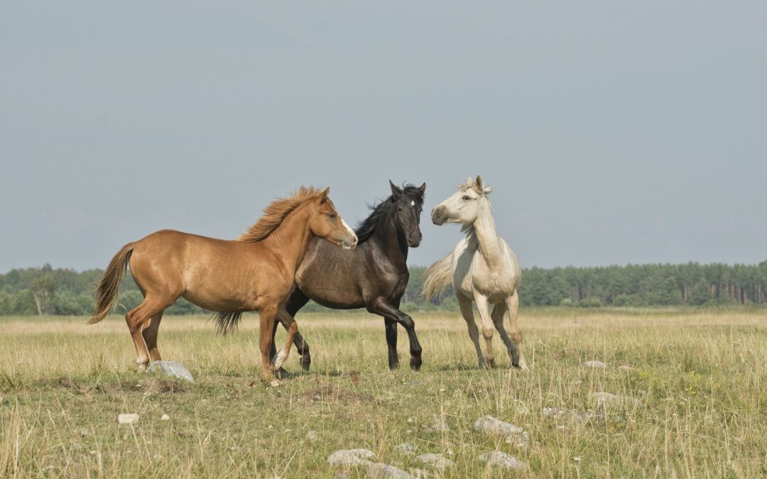 Three horses trotting in a field, one rust-colored, one dark brown, and one white.
