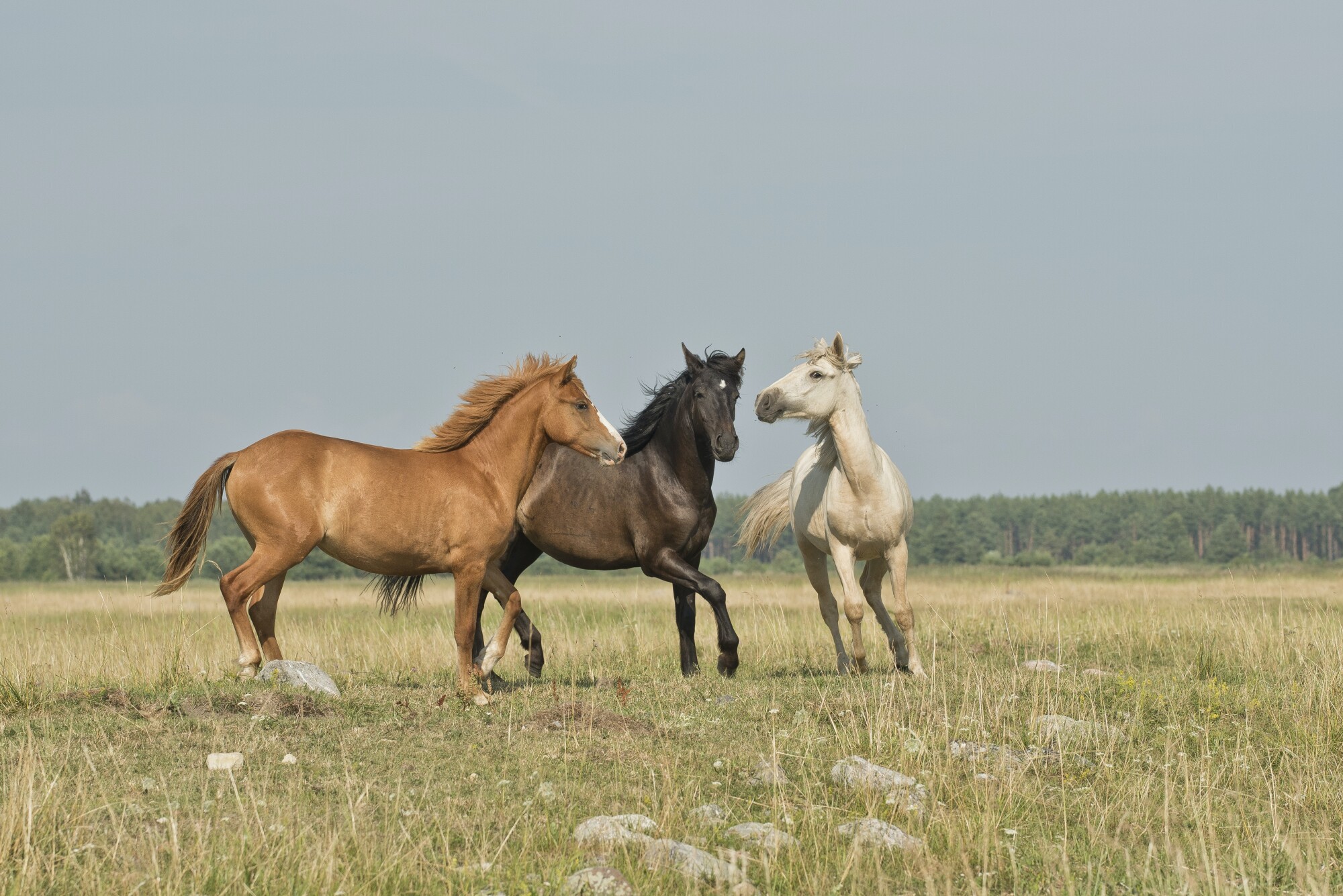 Three horses trotting in a field, one rust-colored, one dark brown, and one white.