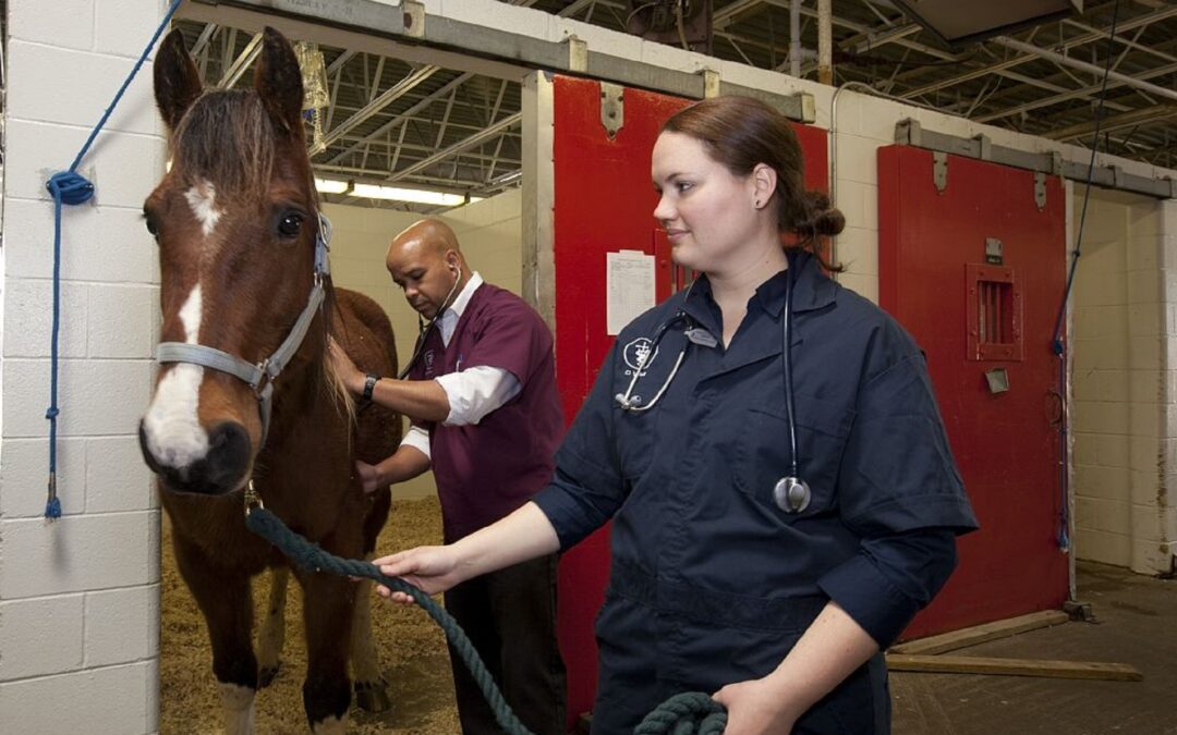 Two veterinarians at work performing equine care