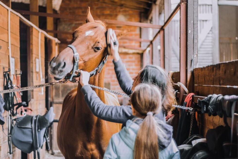 Handling an Equine Emergency and Tips to Be Prepared High Country