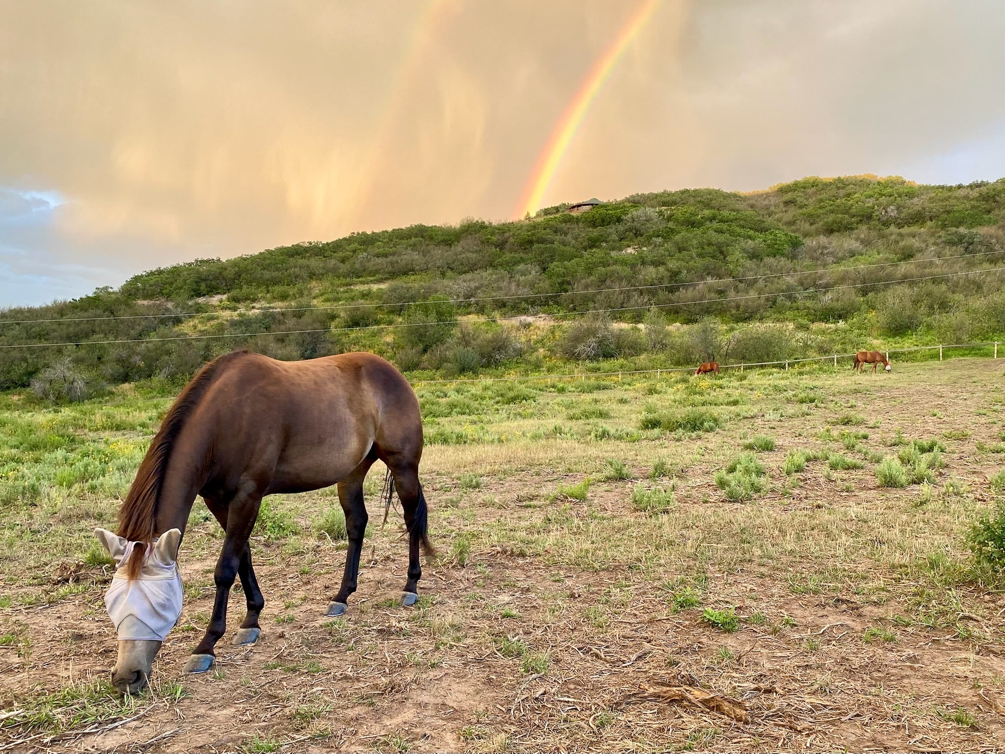 a horse grazing while wearing wearing a fly mask. a rainbow can be seen in the distance.