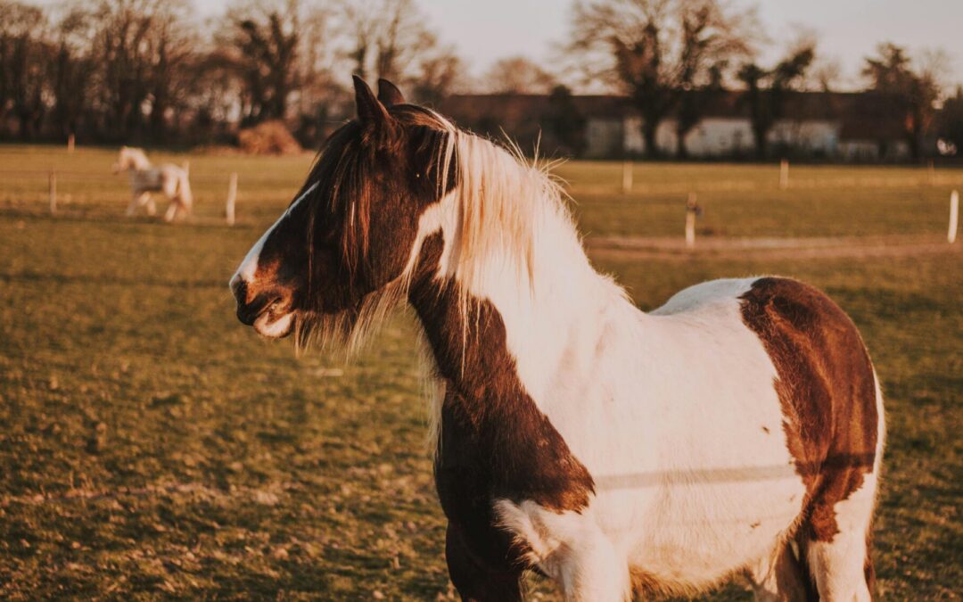 Equine Tetanus: Protect Your Horses with Expert Advice