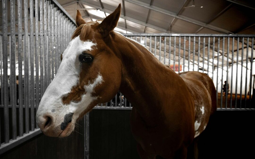 emergency vet services