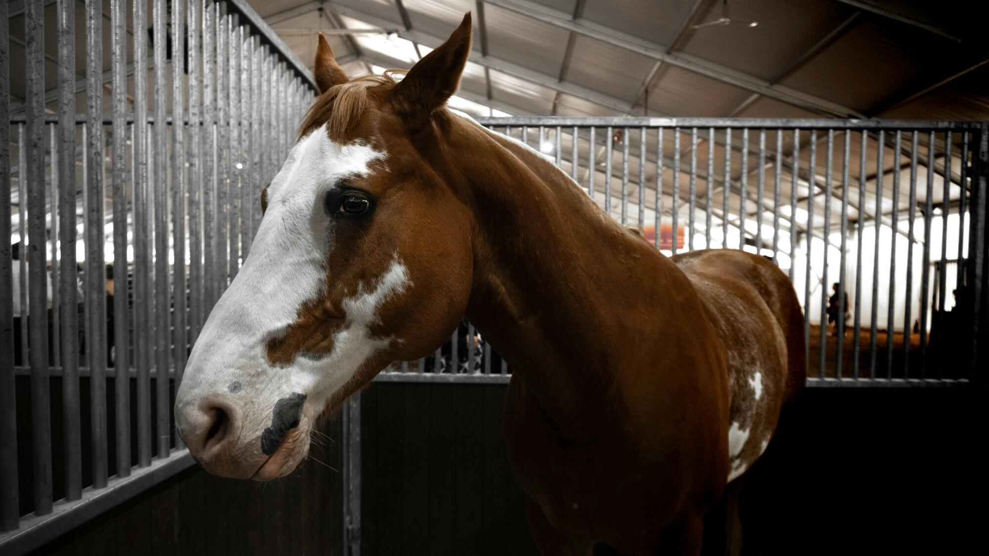 4 Times You Should Call Emergency Vet Services for Your Horse