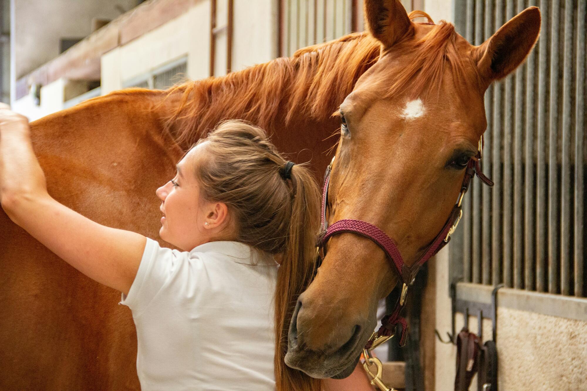 Healing Equine Ailments and Aiding Recovery With Animal Physical Therapy