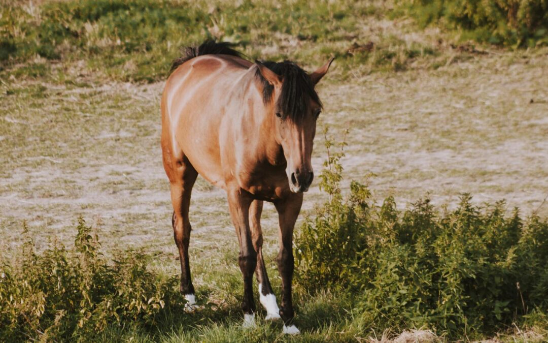 hock injuries in horses
