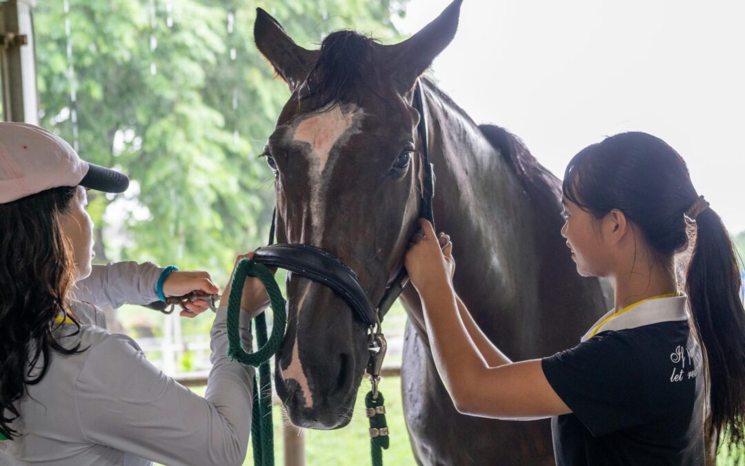 horse lameness treatment