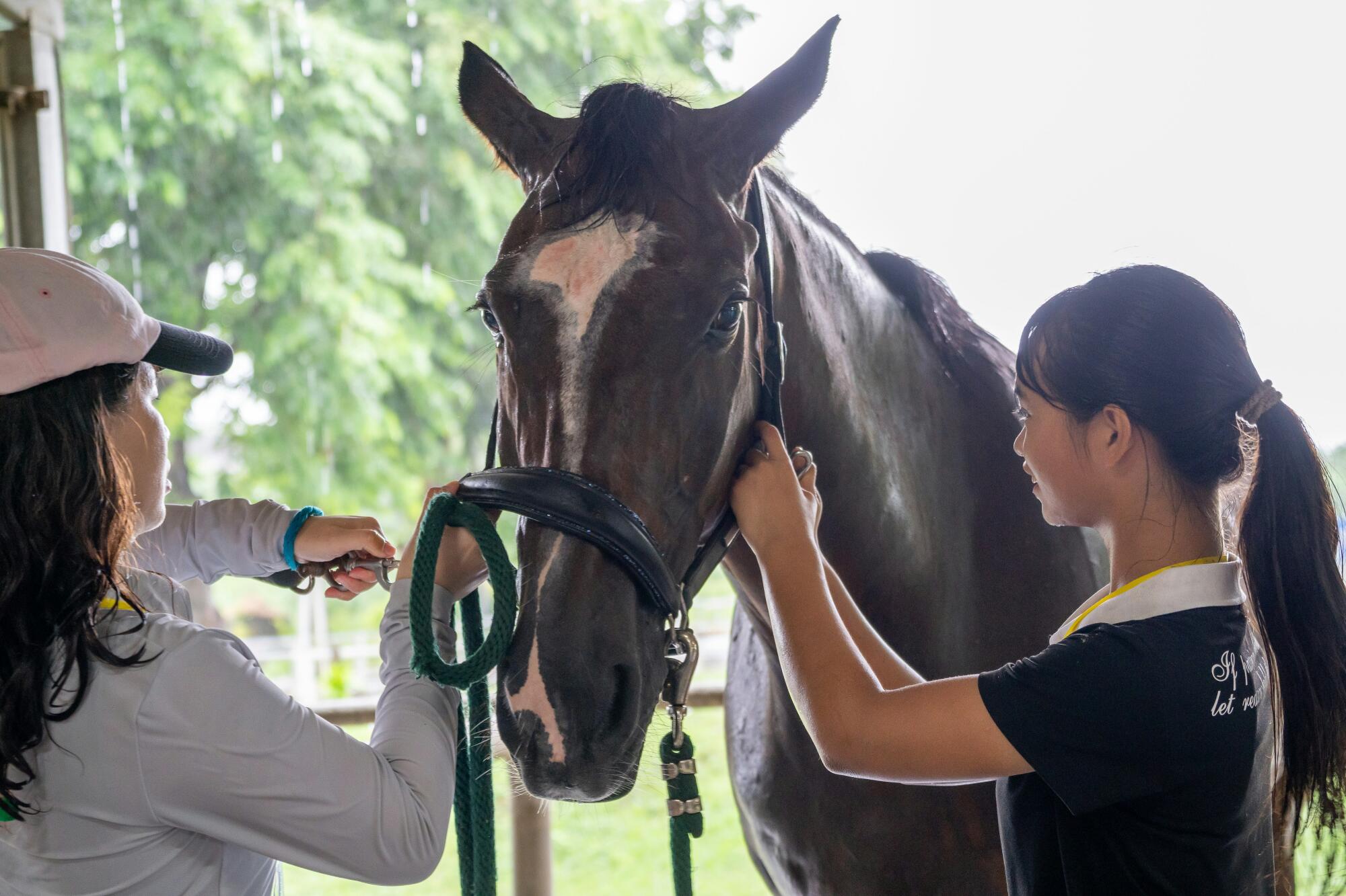 Effective Horse Lameness Treatment: Expert Tips Inside