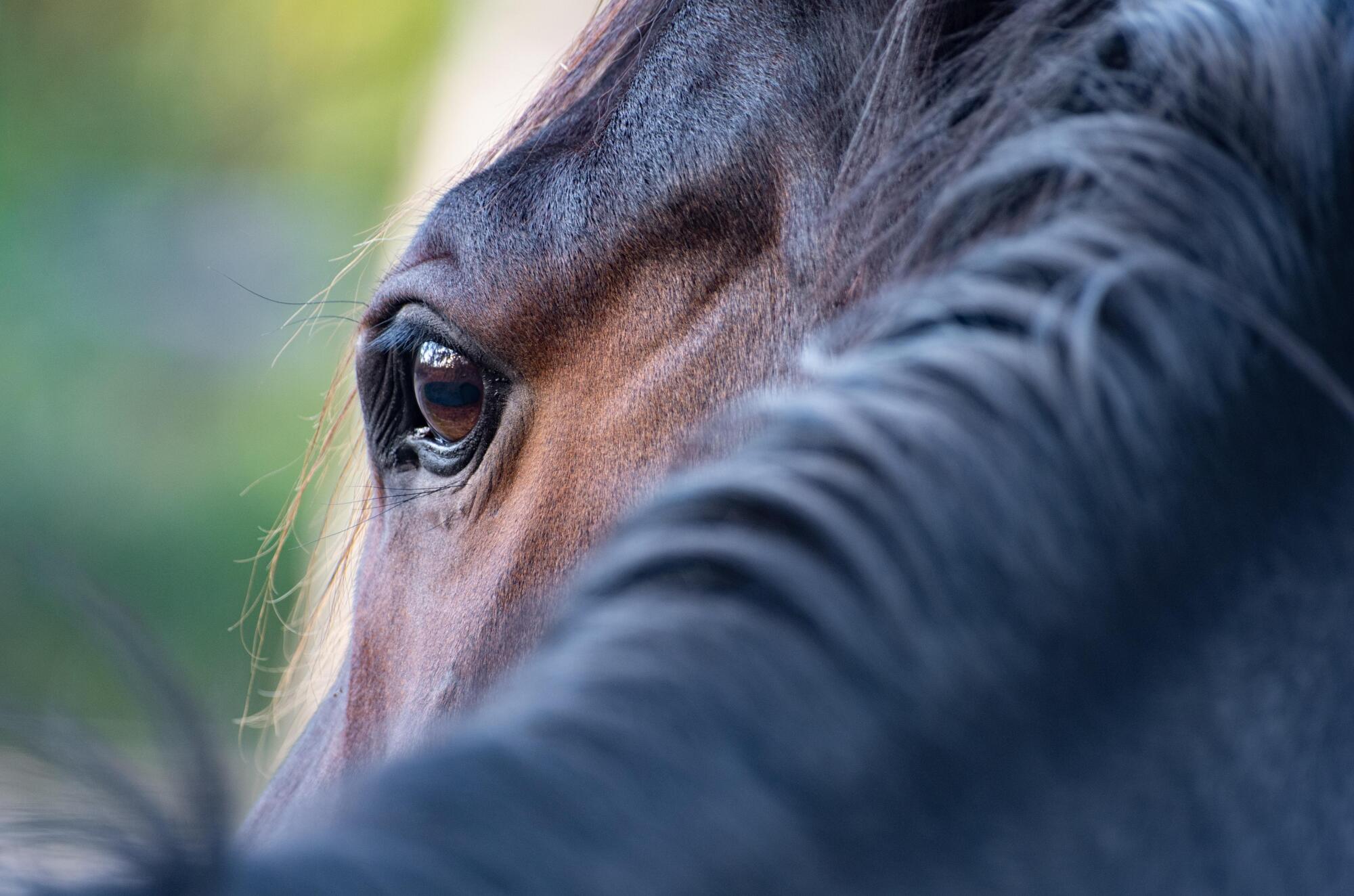 What You Need to Know About Horse Chips