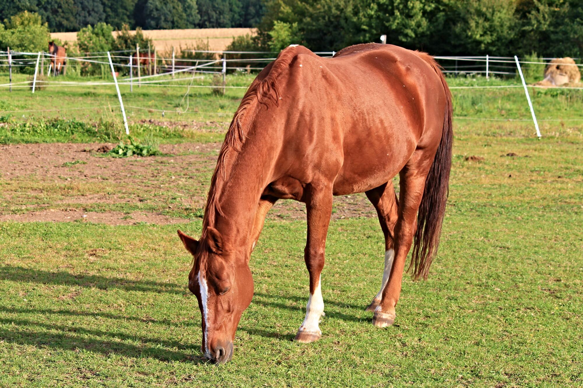 How to Care for a Horse with Worms