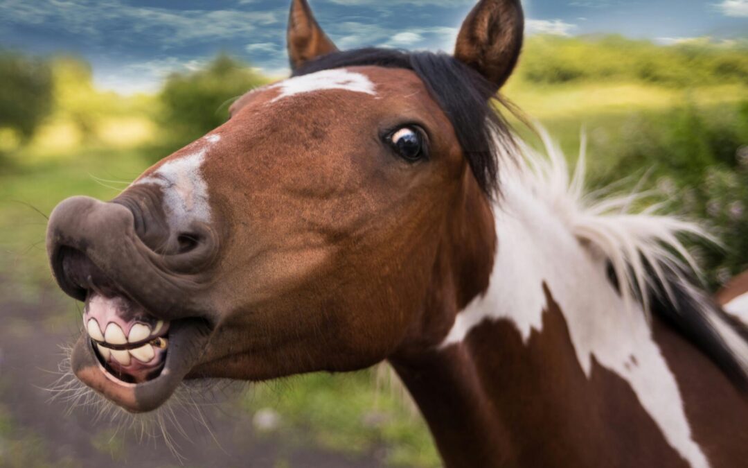 horse dental care