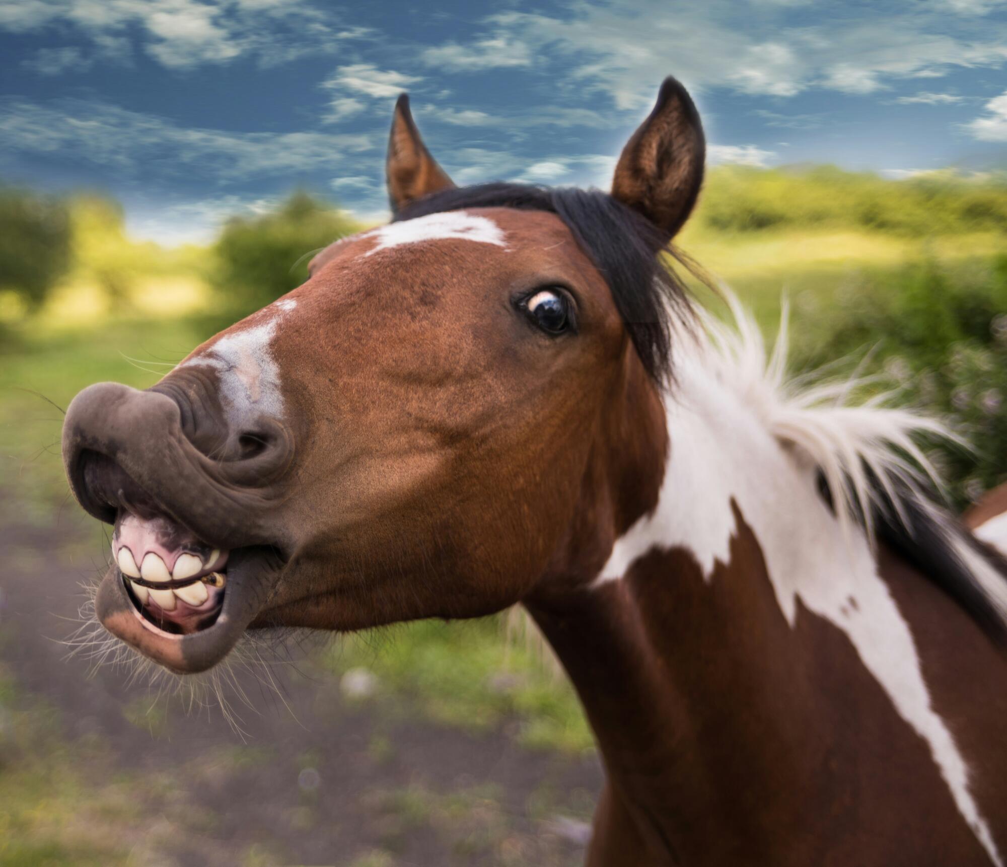 Guide to Horse Dental Care: Top 4 Things to Know