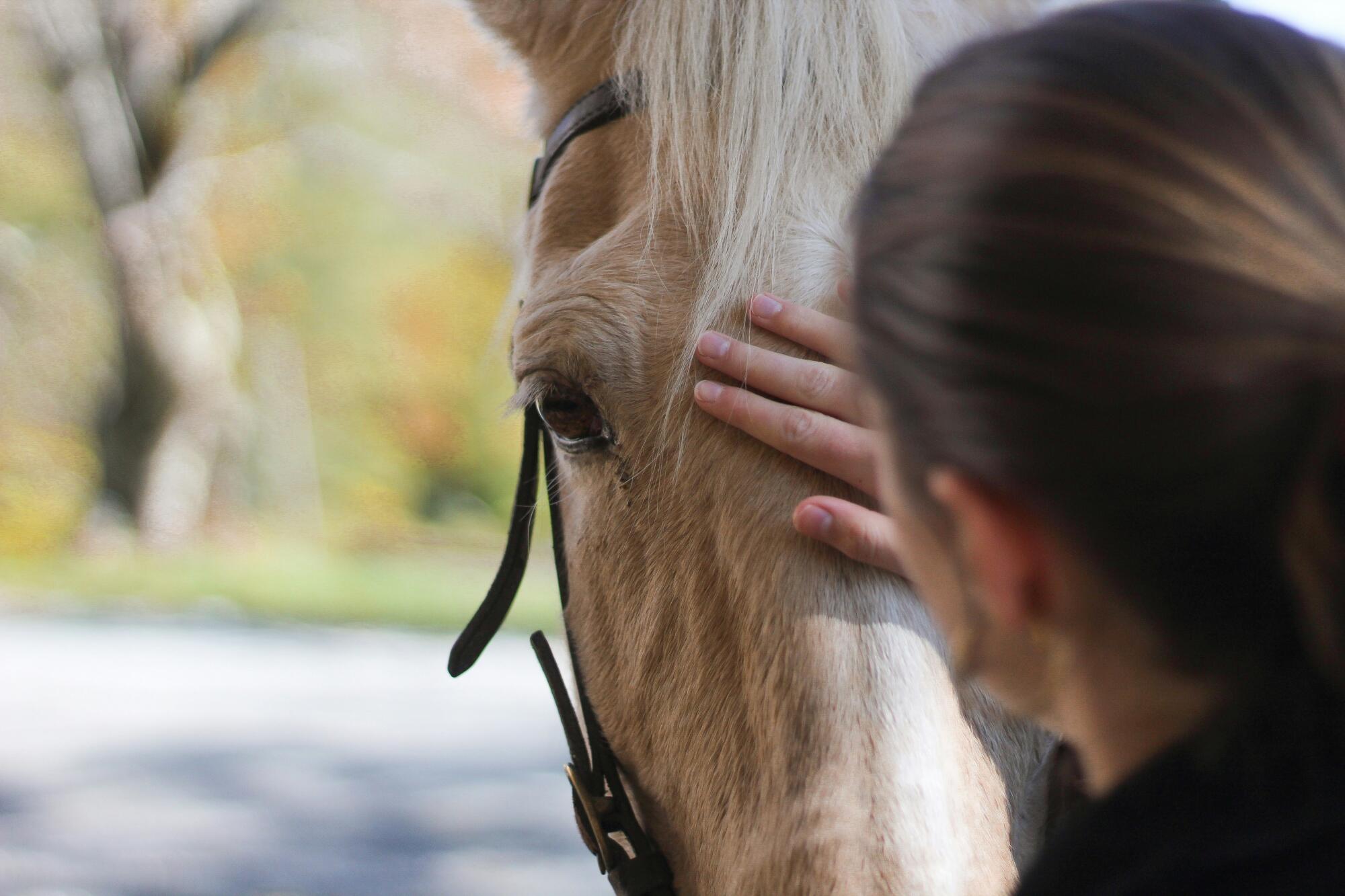 Why Do Standard Stall Rest Protocols Often Sabotage Long-Term Soft Tissue Recovery?