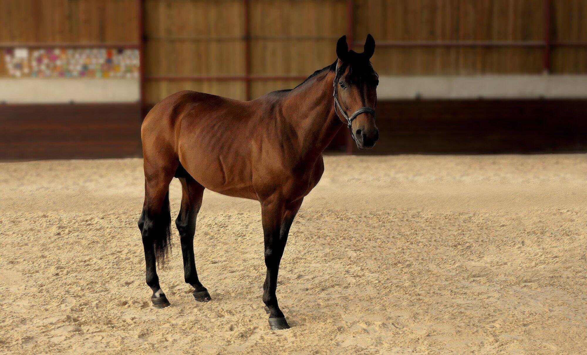 5 Early Signs Your Reining Horse Is Hiding Stifle Strain